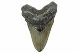 Fossil Megalodon Tooth - South Carolina #288221-1